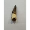 Spinosaurus dinosaur Tooth, 2 3/8″ Prehistoric Online