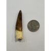 Spinosaurus dinosaur Tooth, 2 3/8″ Prehistoric Online