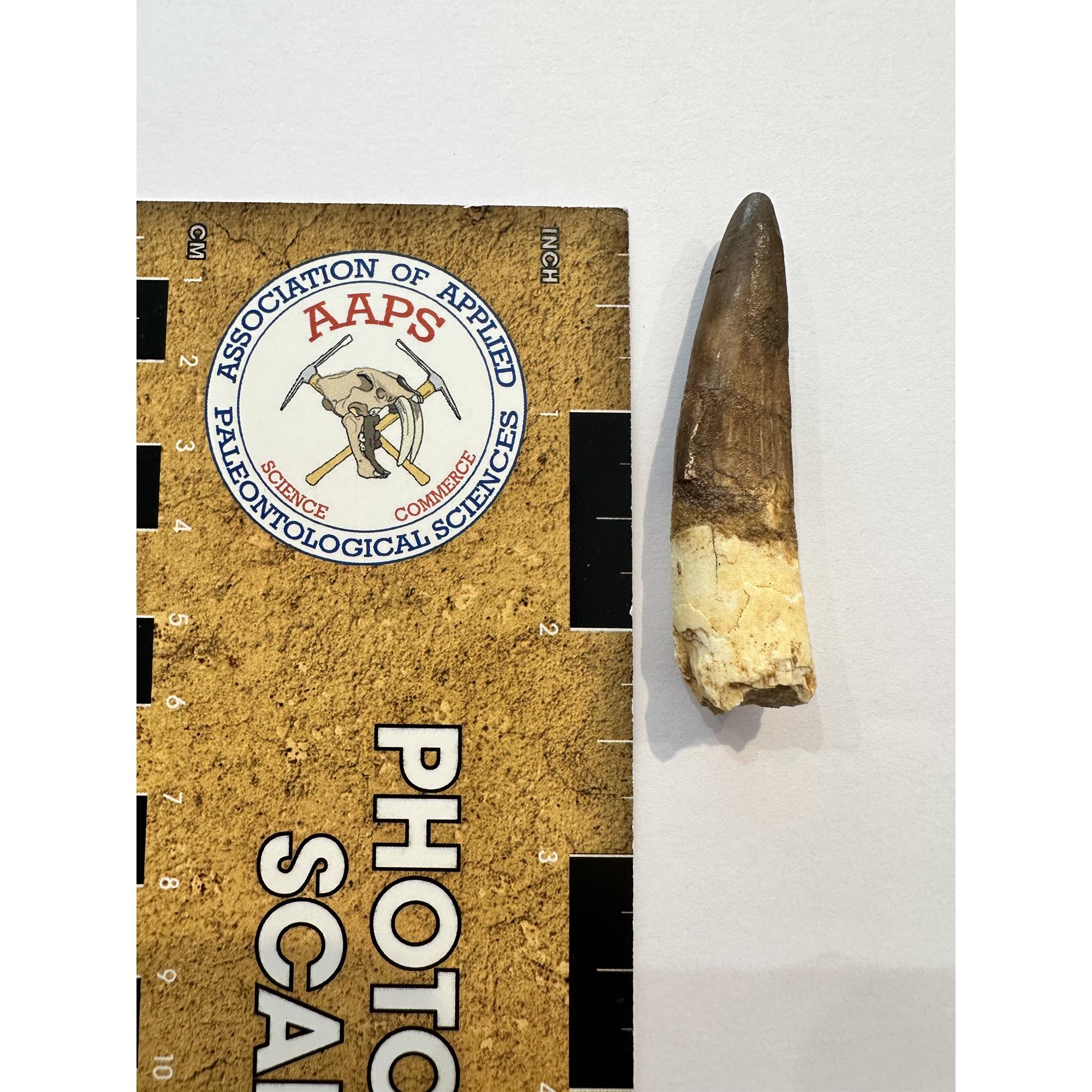 Spinosaurus dinosaur Tooth, 2 3/8″ Prehistoric Online