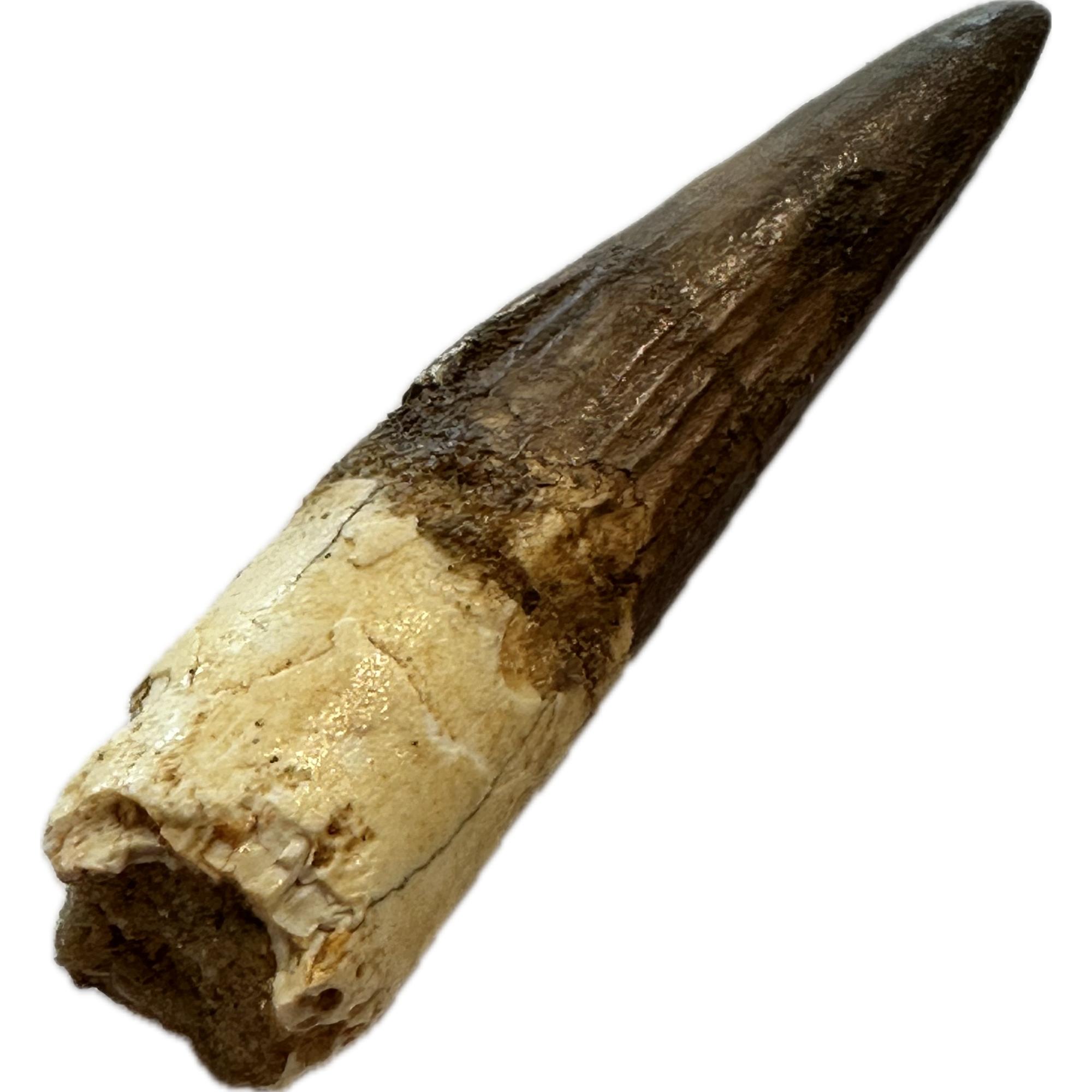 Spinosaurus dinosaur Tooth, 2 3/8″ Prehistoric Online