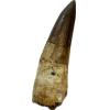 Spinosaurus dinosaur Tooth, 2 1/3″ Prehistoric Online