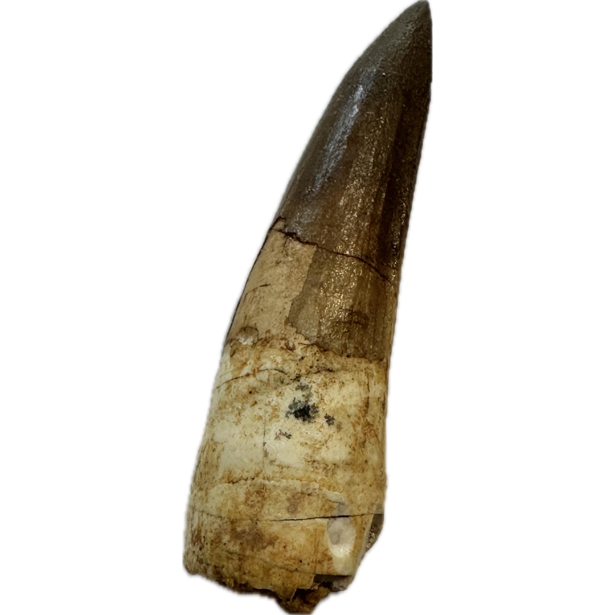 Spinosaurus dinosaur Tooth, 2 1/3″ Prehistoric Online