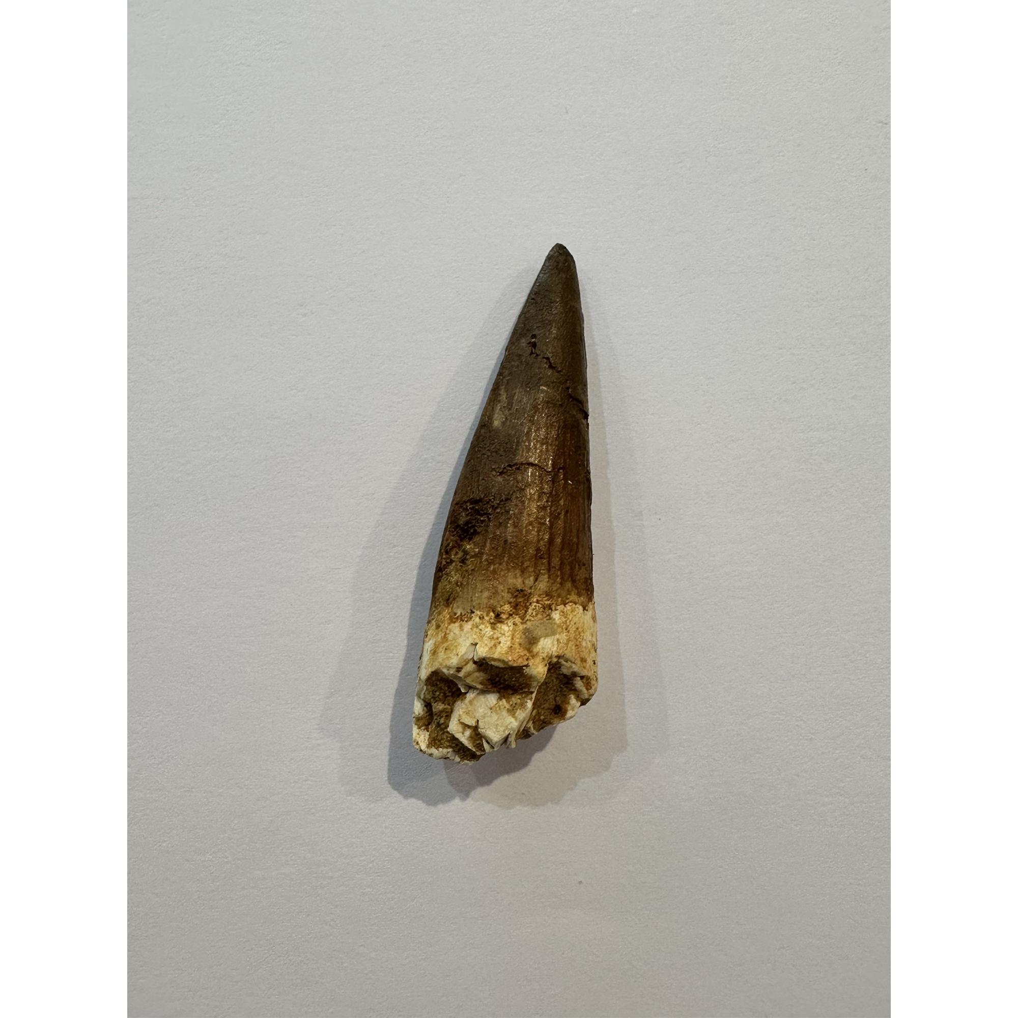 Spinosaurus dinosaur Tooth, 2 1/4″ Prehistoric Online