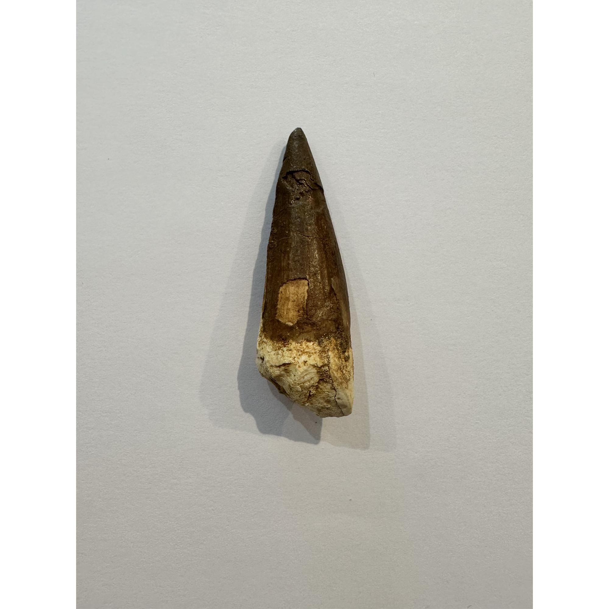 Spinosaurus dinosaur Tooth, 2 1/4″ Prehistoric Online