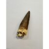 Spinosaurus dinosaur Tooth, 2 1/4″ Prehistoric Online