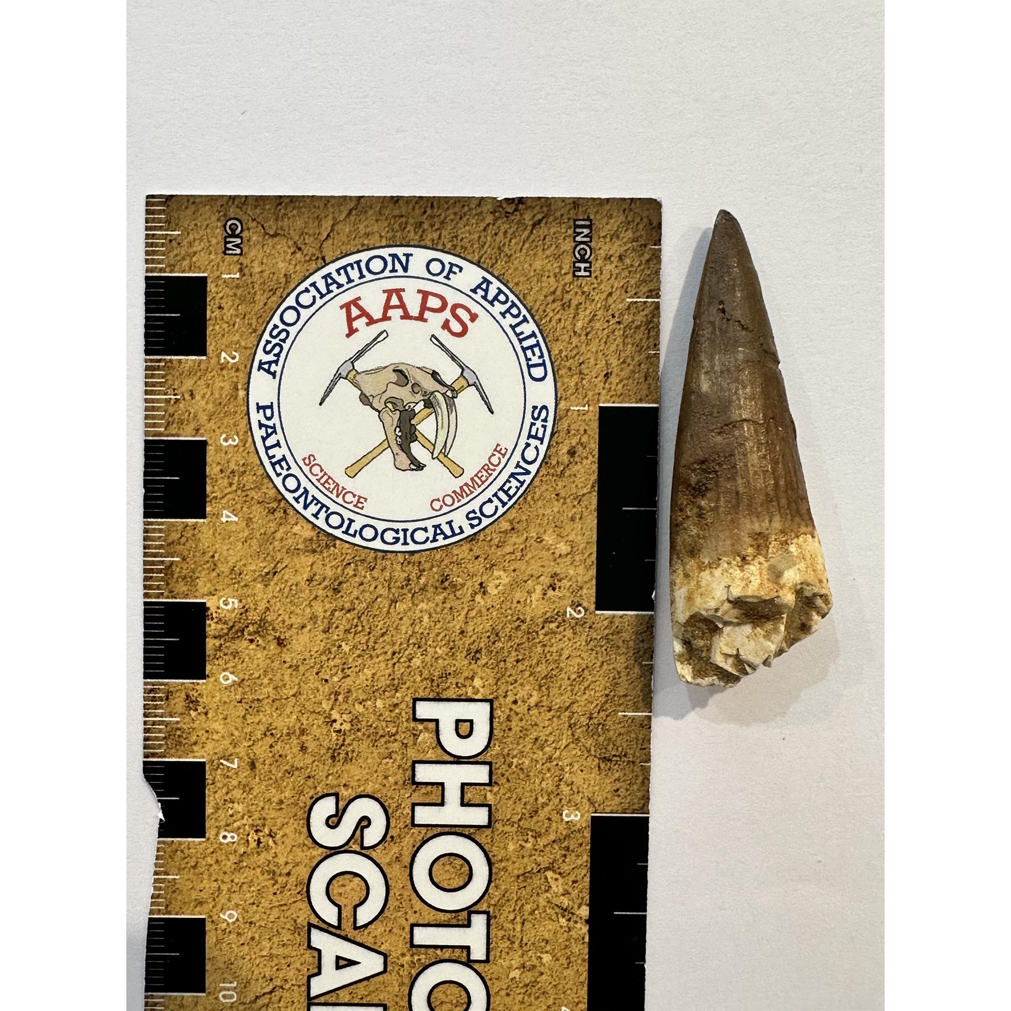 Spinosaurus dinosaur Tooth, 2 1/4″ Prehistoric Online