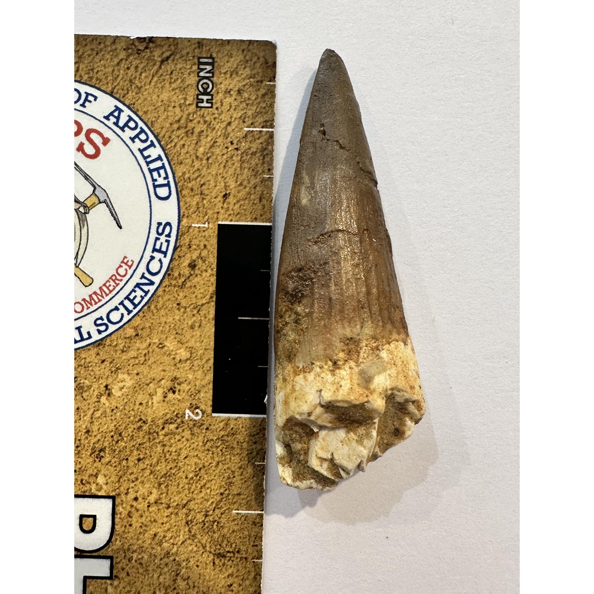 Spinosaurus dinosaur Tooth, 2 1/4″ Prehistoric Online