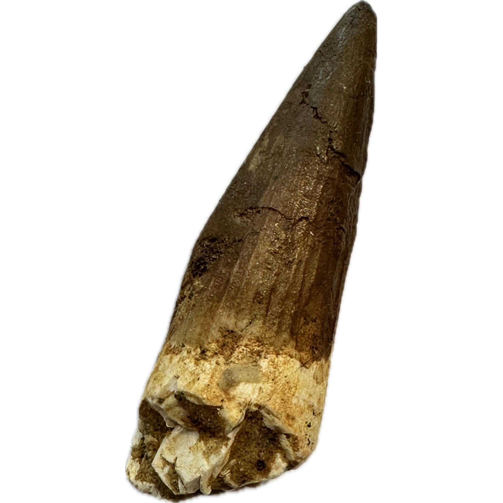 Spinosaurus dinosaur Tooth, 2 1/4″ Prehistoric Online