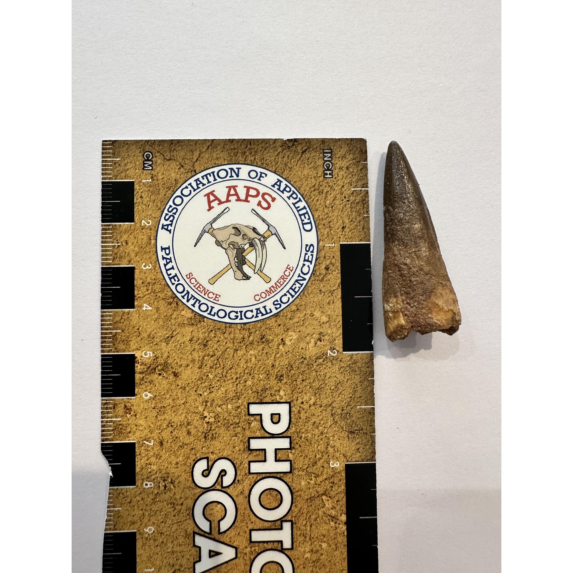 Spinosaurus dinosaur Tooth, 2″ Prehistoric Online