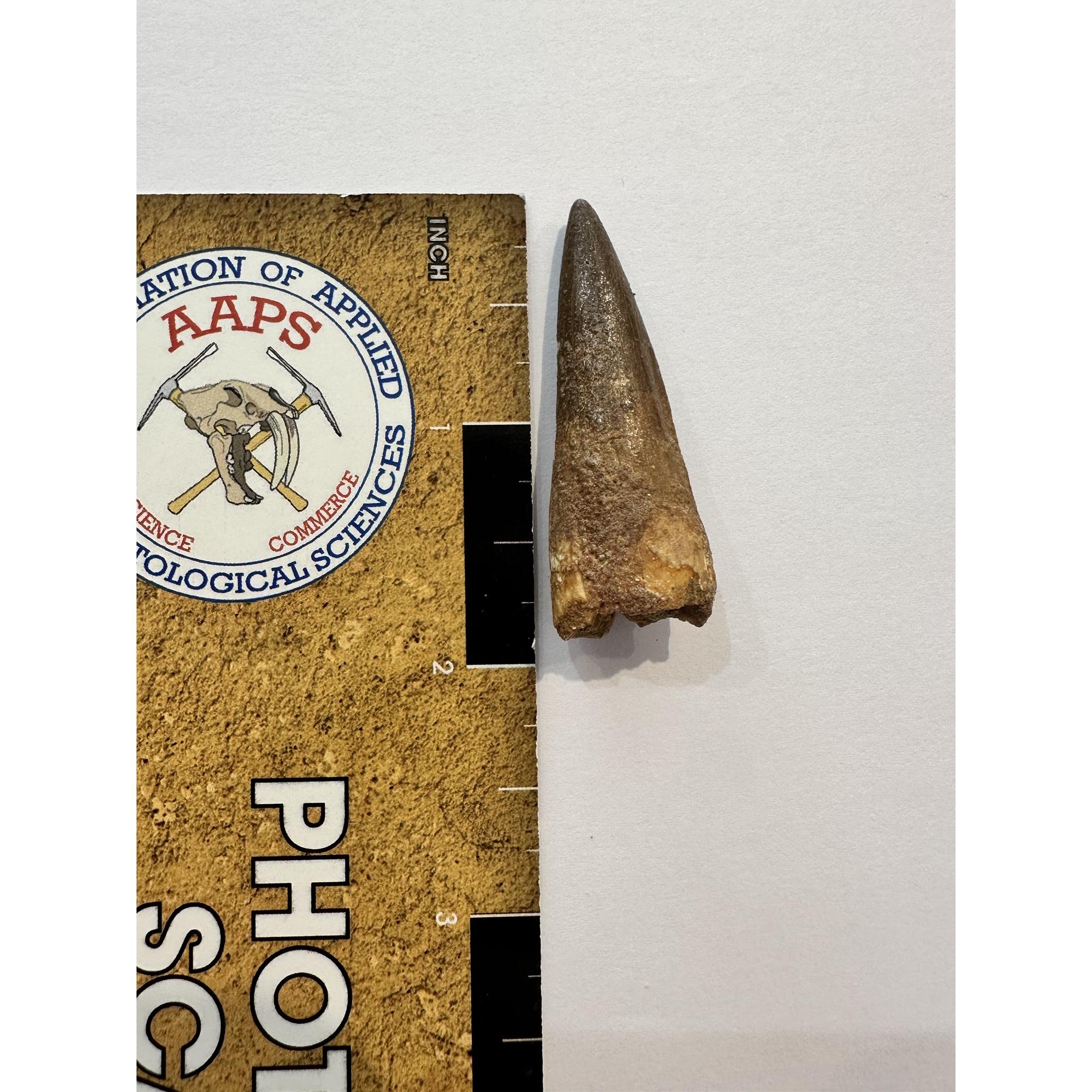 Spinosaurus dinosaur Tooth, 2″ Prehistoric Online