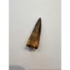 Spinosaurus dinosaur Tooth, 2″ Prehistoric Online