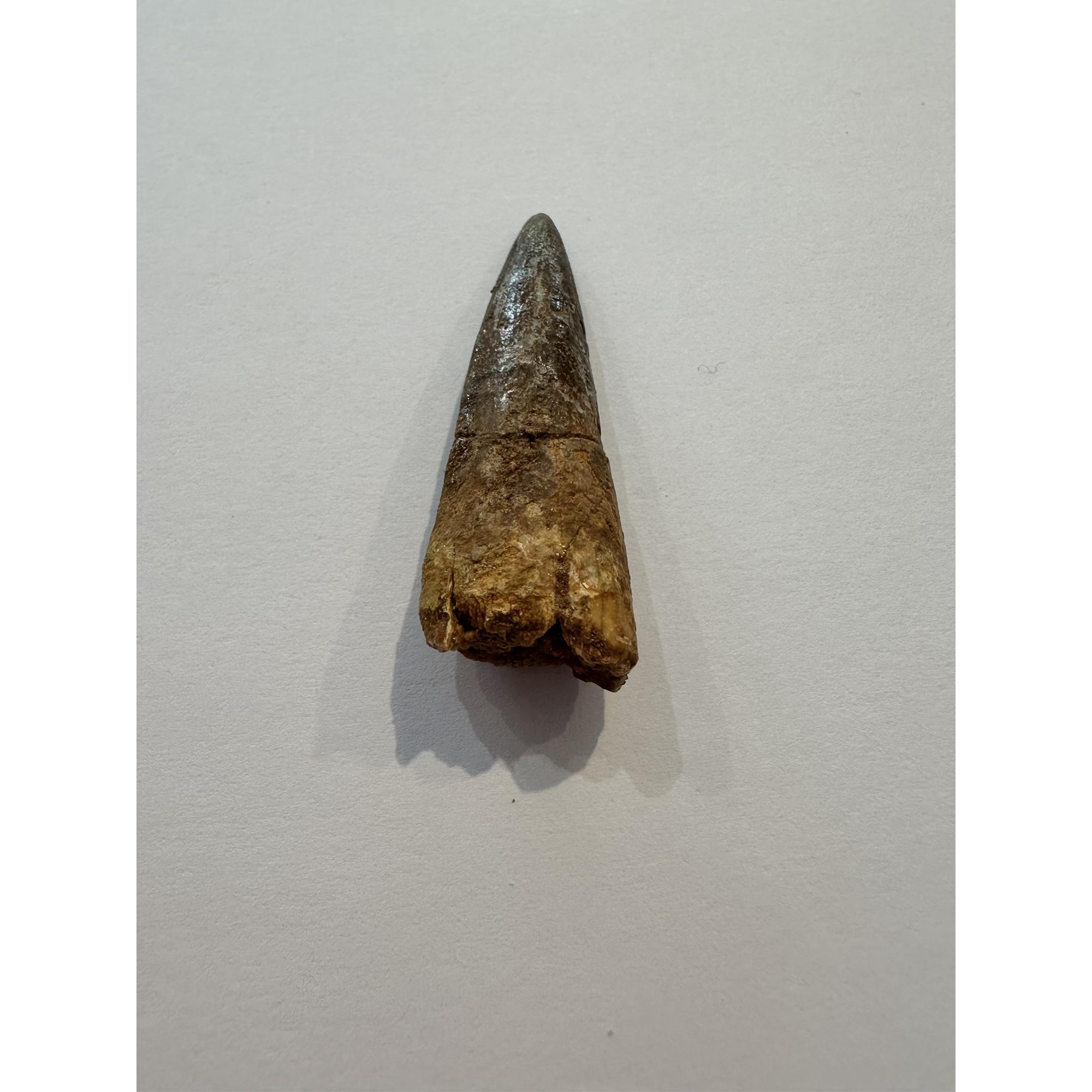 Spinosaurus dinosaur Tooth, 2″ Prehistoric Online