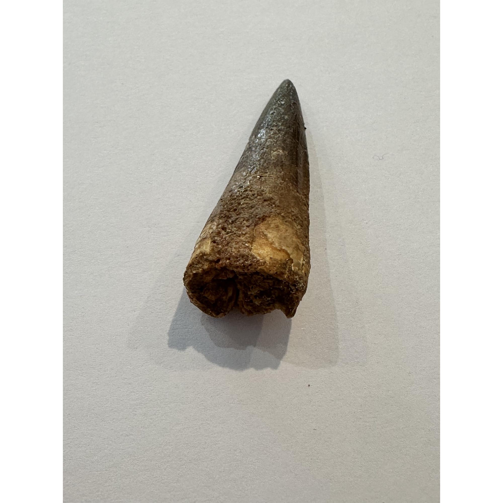 Spinosaurus dinosaur Tooth, 2″ Prehistoric Online