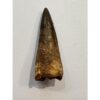 Spinosaurus dinosaur Tooth, 2″ Prehistoric Online