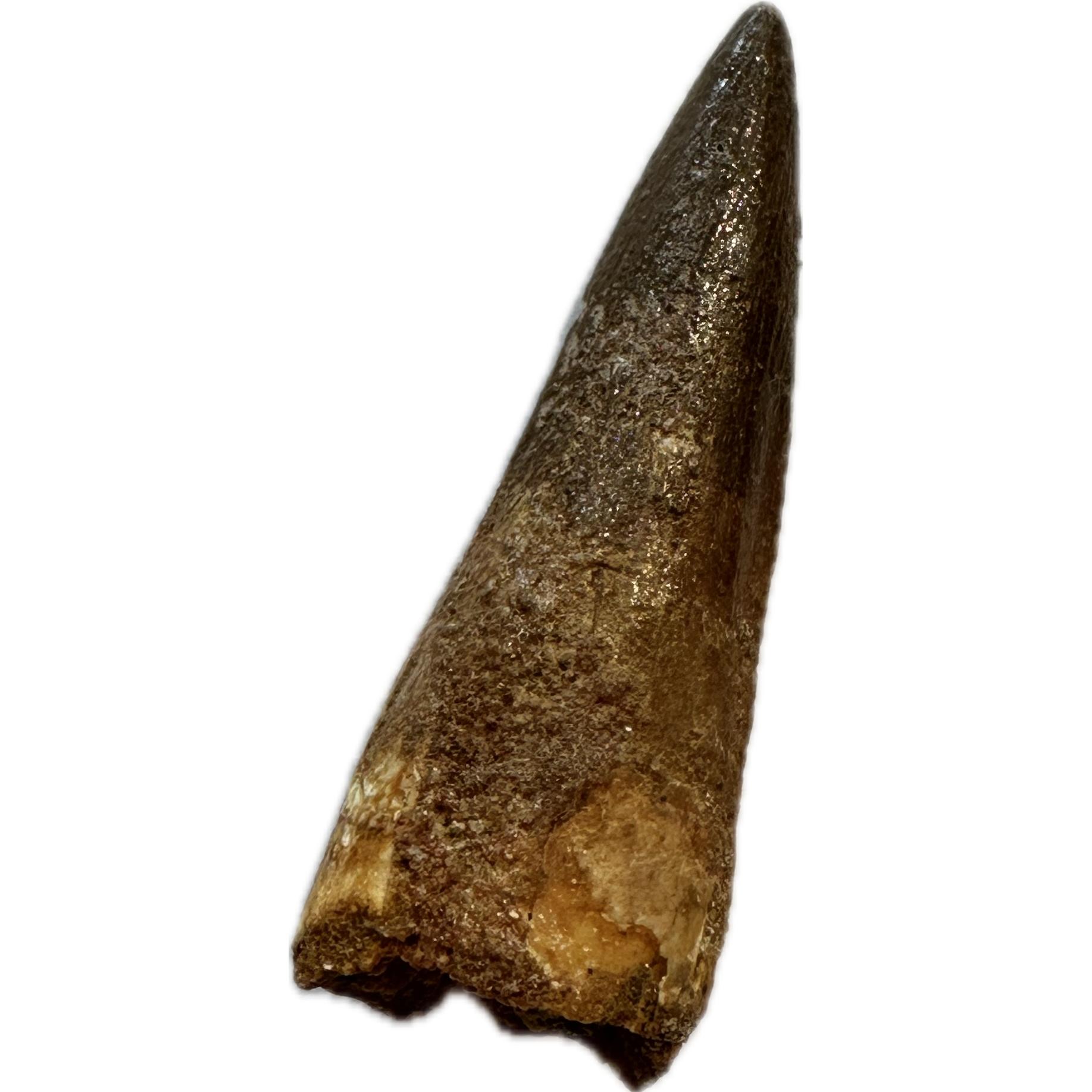 Spinosaurus dinosaur Tooth, 2″ Prehistoric Online