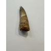 Spinosaurus dinosaur Tooth, 2 1/8″ Prehistoric Online