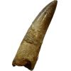 Spinosaurus dinosaur Tooth, 2 1/8″ Prehistoric Online