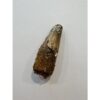 Spinosaurus dinosaur Tooth, 1 3/4″ Prehistoric Online