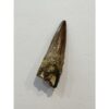 Spinosaurus dinosaur Tooth, 1 1/2″ Prehistoric Online