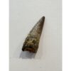 Spinosaurus dinosaur Tooth, 1 1/2″ Prehistoric Online