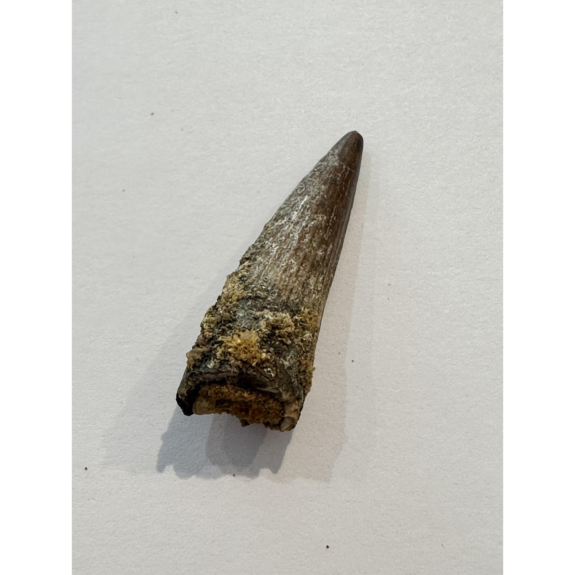 Spinosaurus dinosaur Tooth, 1 1/2″ Prehistoric Online