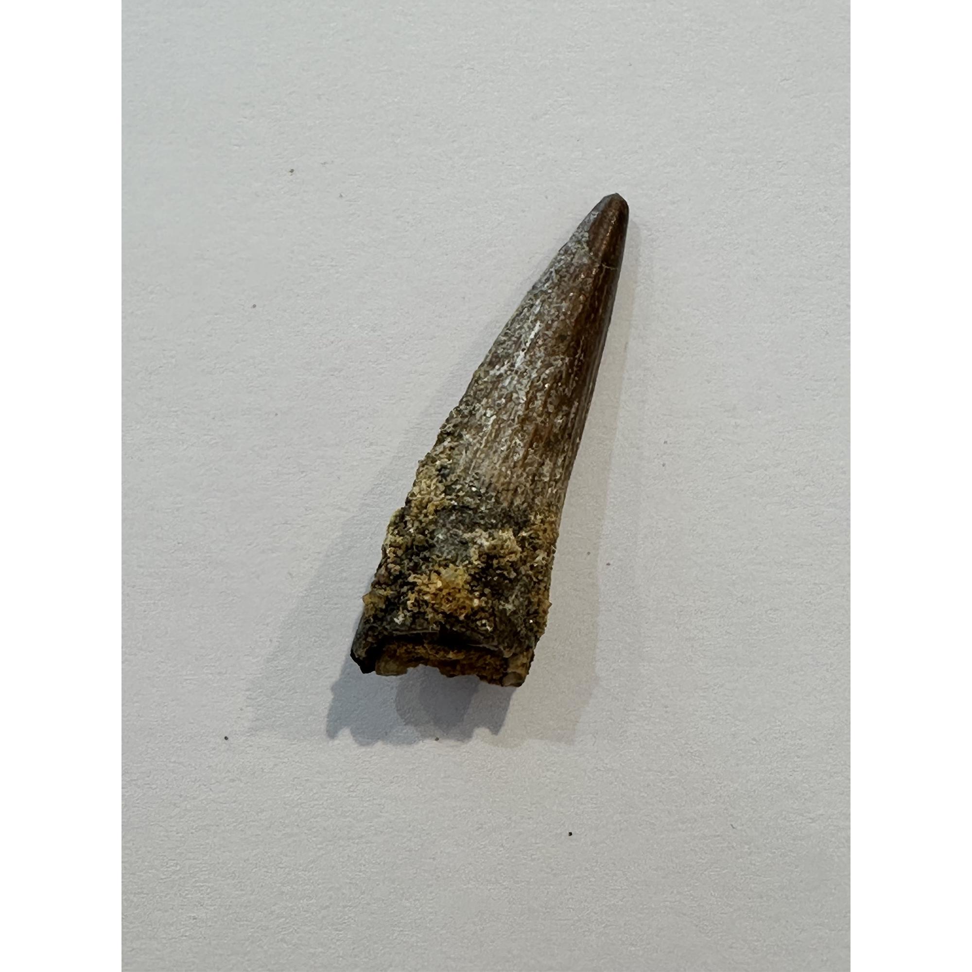 Spinosaurus dinosaur Tooth, 1 1/2″ Prehistoric Online