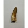 Spinosaurus dinosaur Tooth, 1 7/8″ Prehistoric Online