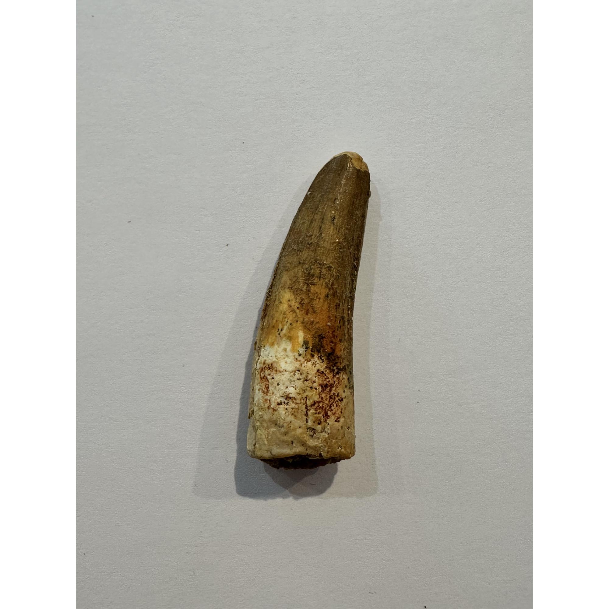 Spinosaurus dinosaur Tooth, 1 7/8″ Prehistoric Online