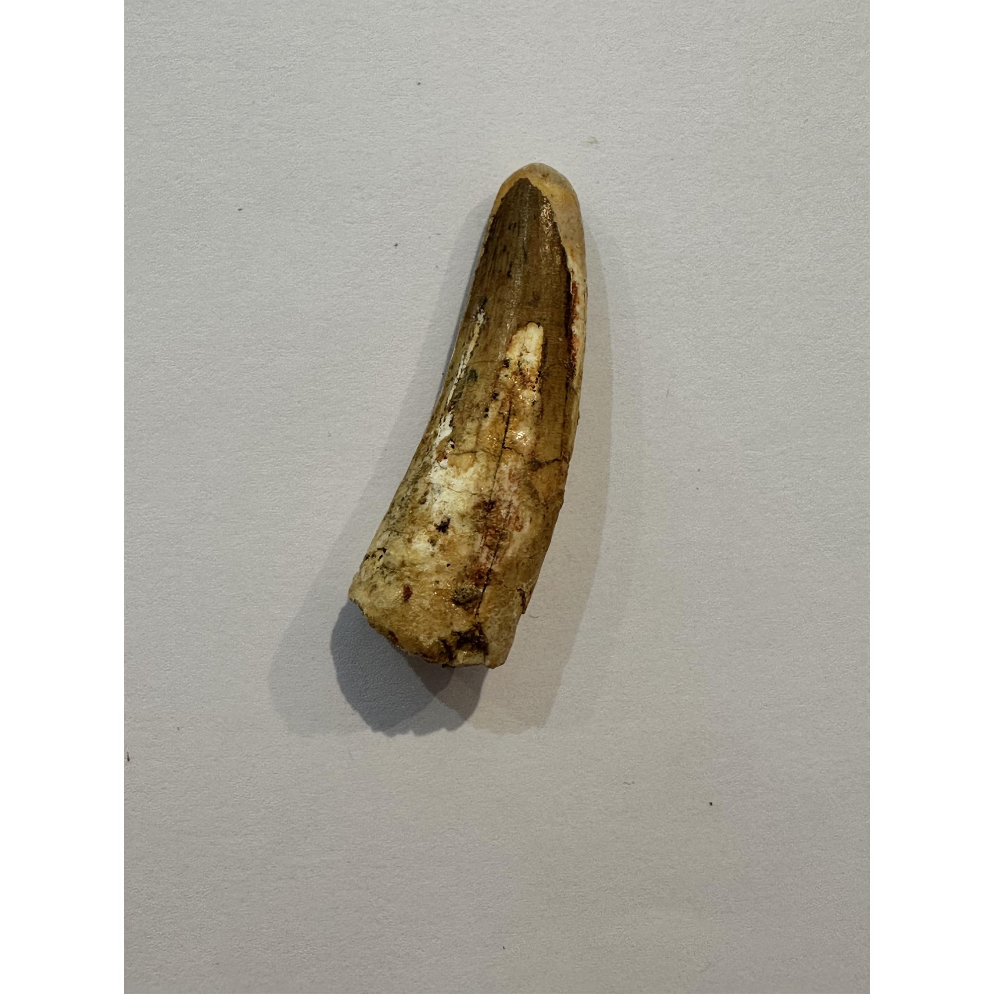 Spinosaurus dinosaur Tooth, 1 7/8″ Prehistoric Online