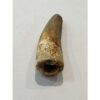 Spinosaurus dinosaur Tooth, 1 7/8″ Prehistoric Online