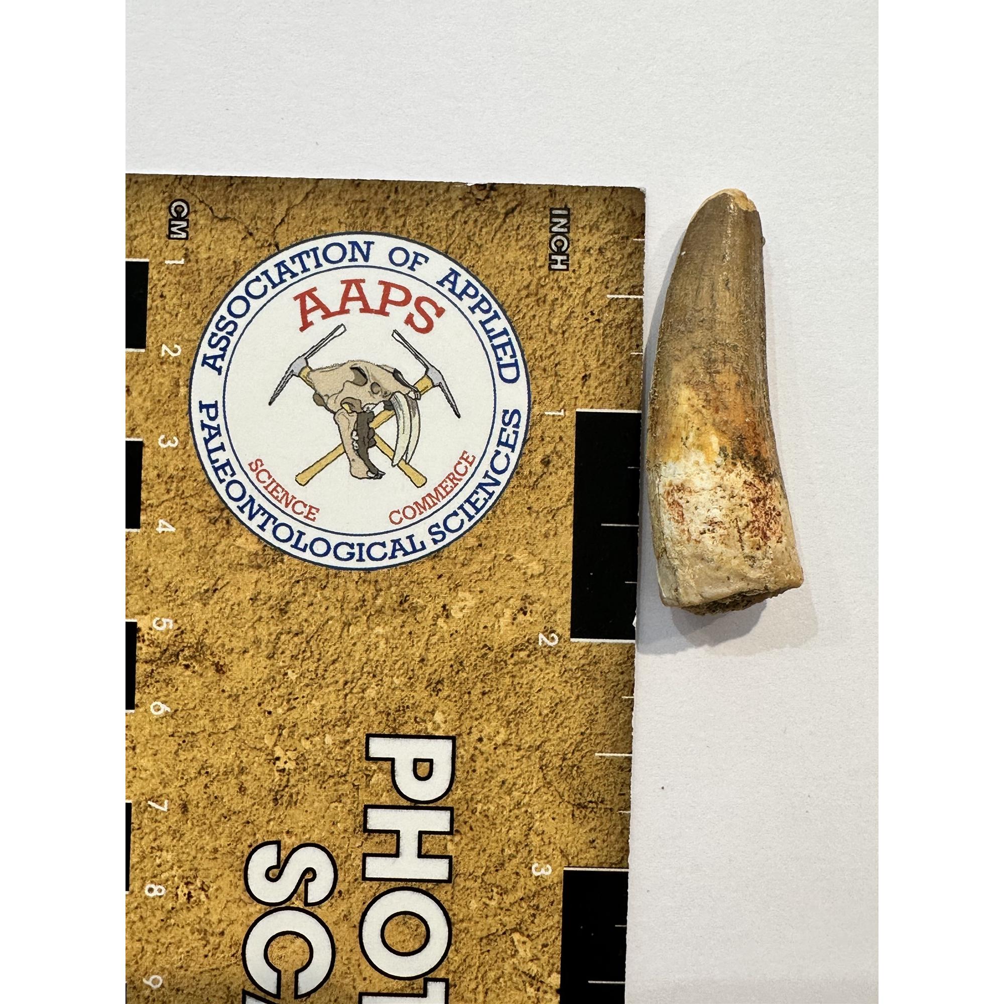 Spinosaurus dinosaur Tooth, 1 7/8″ Prehistoric Online