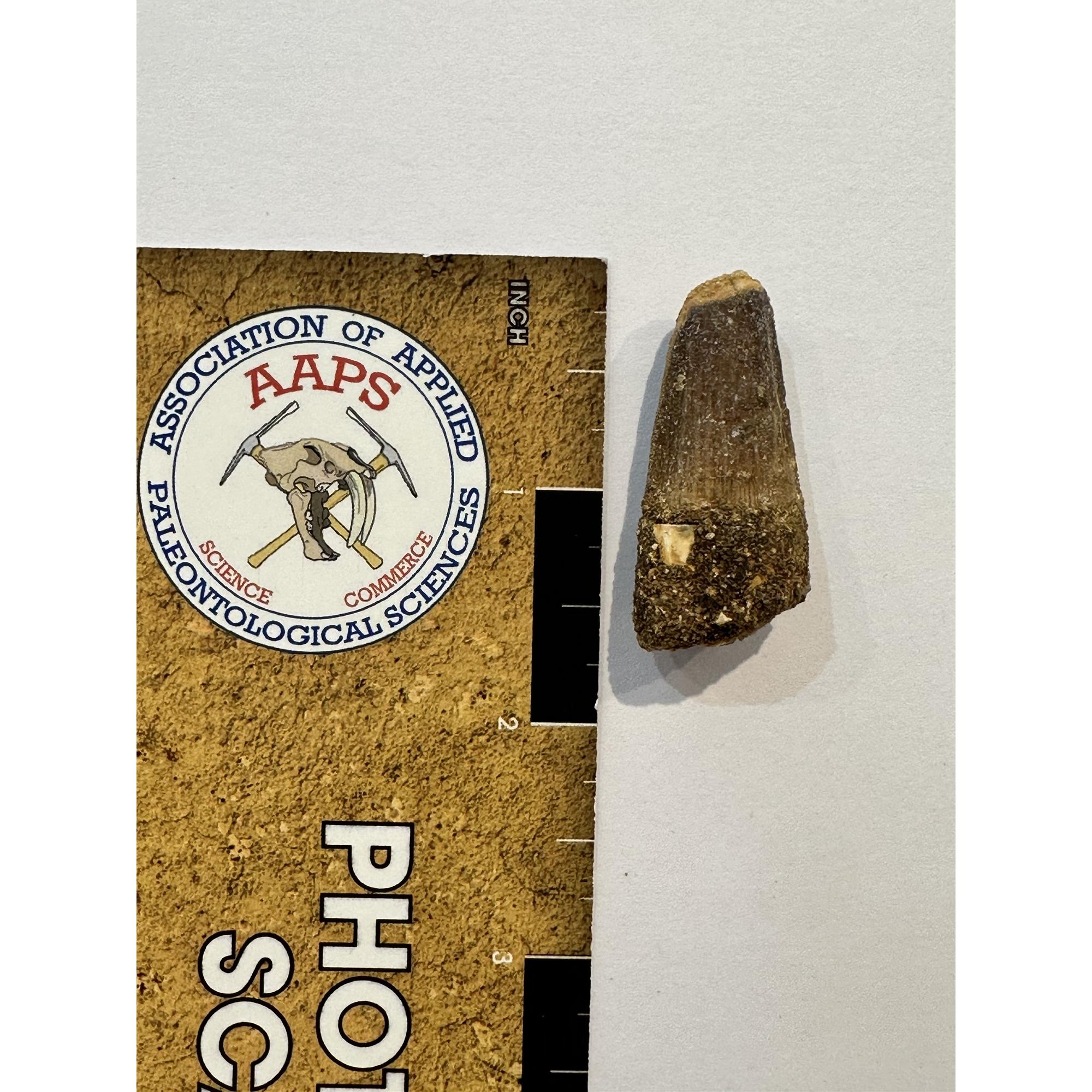 Spinosaurus dinosaur Tooth, 1 5/8″ Prehistoric Online