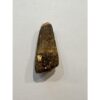 Spinosaurus dinosaur Tooth, 1 5/8″ Prehistoric Online