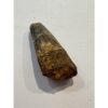 Spinosaurus dinosaur Tooth, 1 5/8″ Prehistoric Online