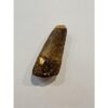 Spinosaurus dinosaur Tooth, 1 5/8″ Prehistoric Online