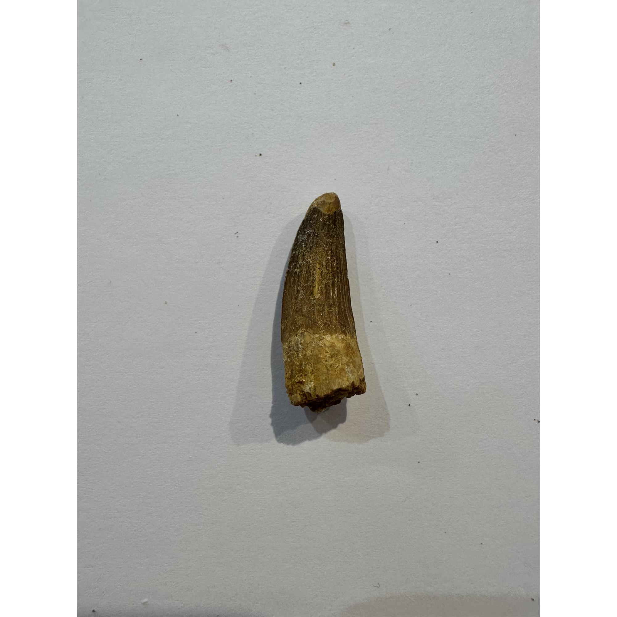 Spinosaurus dinosaur Tooth, 1 3/8″ Prehistoric Online