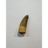 Spinosaurus dinosaur Tooth, 1 3/8″ Prehistoric Online