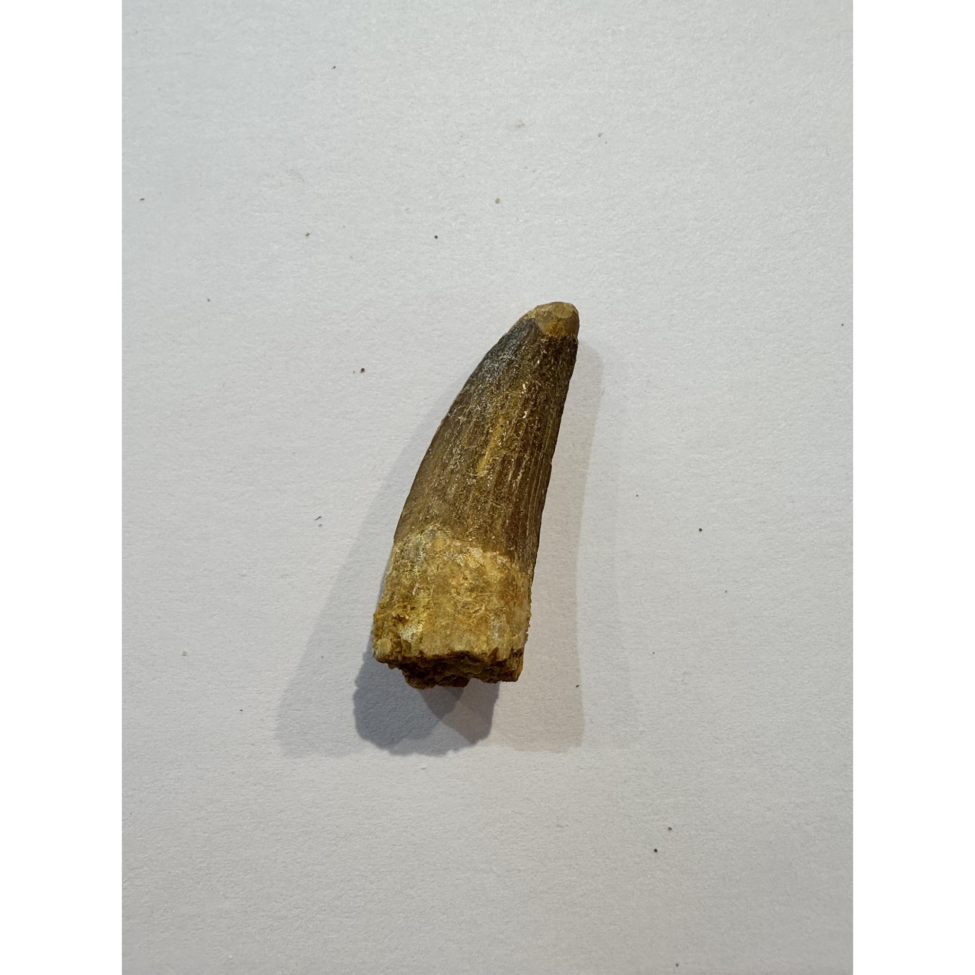 Spinosaurus dinosaur Tooth, 1 3/8″ Prehistoric Online