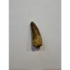 Spinosaurus dinosaur Tooth, 1 3/8″ Prehistoric Online