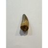 Spinosaurus dinosaur Tooth, 1 3/8″ Prehistoric Online