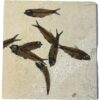 Fish mortality plate fossil, Wyoming Prehistoric Online