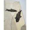 Fish mortality plate fossil, Wyoming, 11″ Prehistoric Online