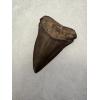 Mako Shark Tooth, 2 1/3″ Prehistoric Online