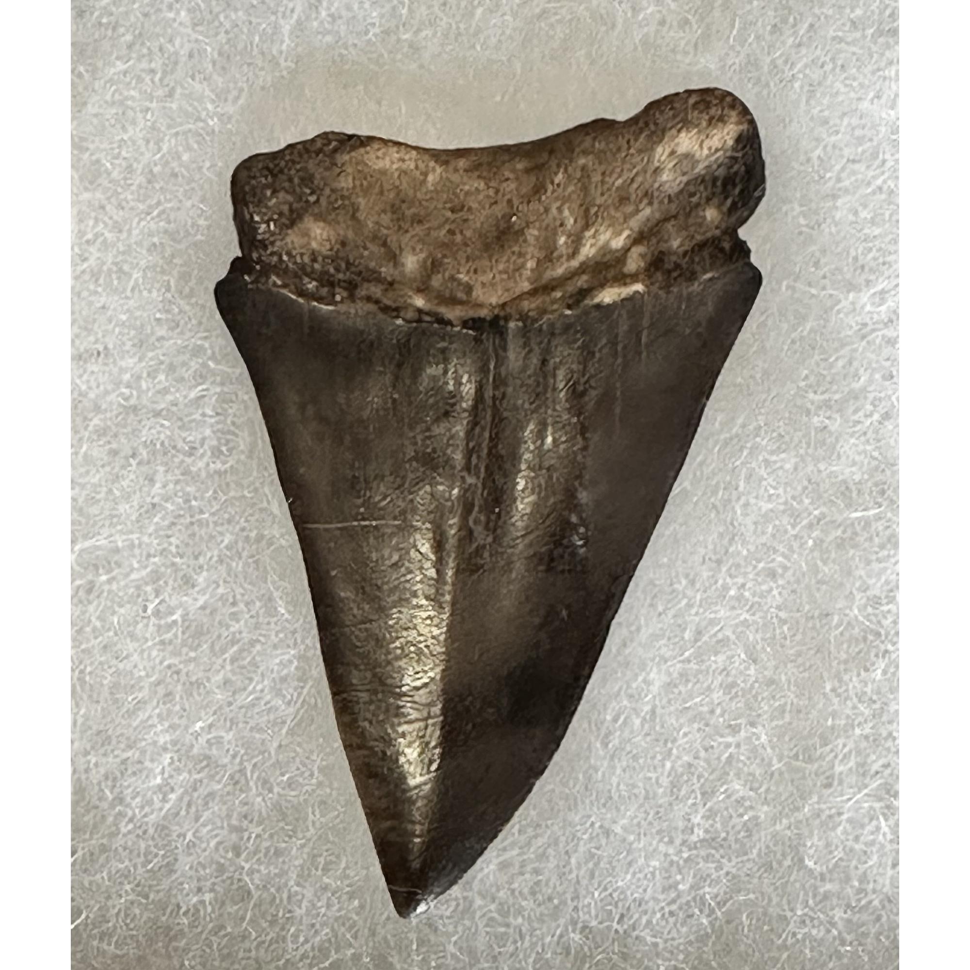 Mako Shark Tooth, 2 1/2 inches Prehistoric Online