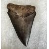 Mako Shark Tooth, 2 1/2 inches Prehistoric Online