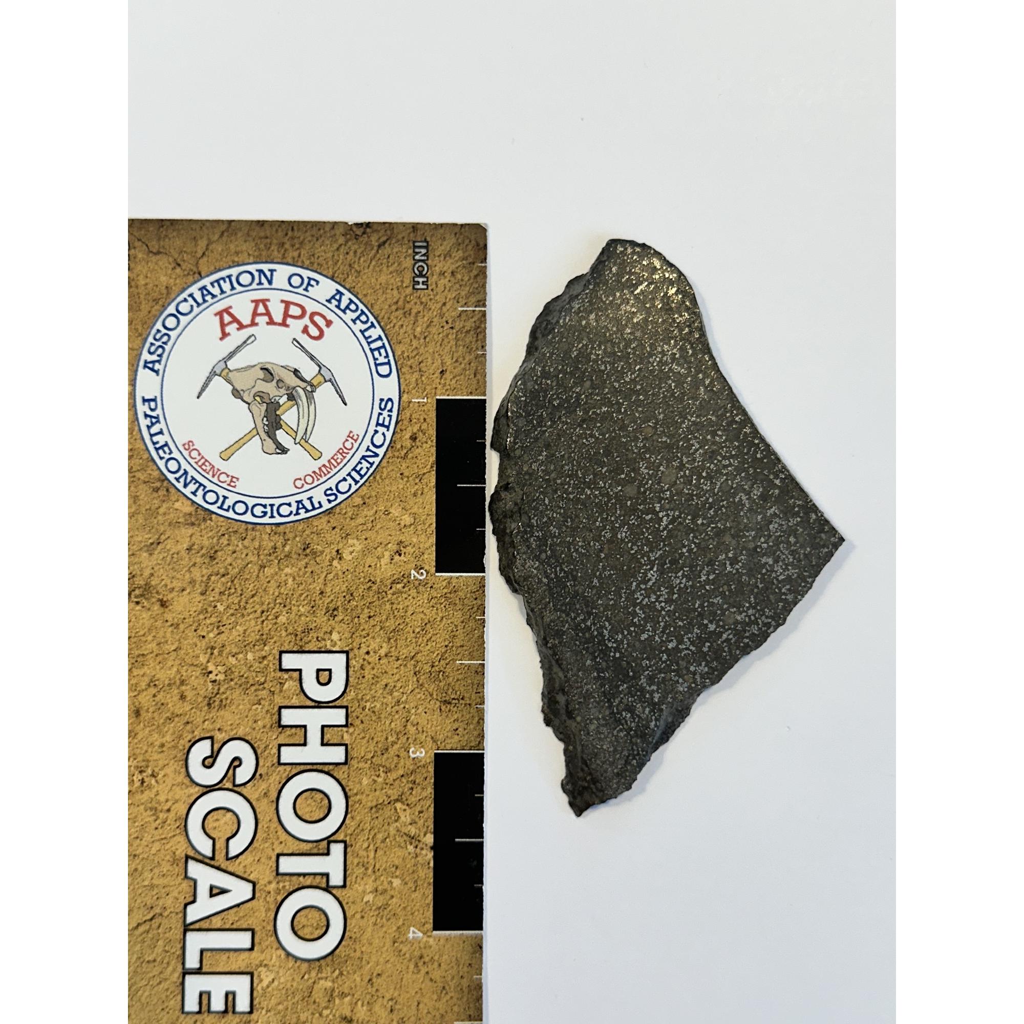 Meteorite, Dar el Kahal find, 2013 Prehistoric Online