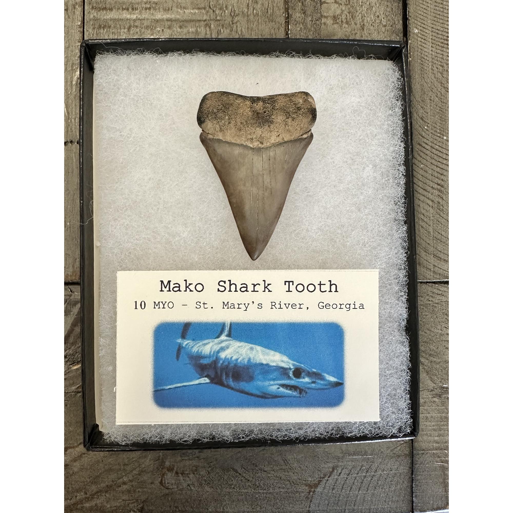 Mako Shark Tooth, 2 3/8 inches Prehistoric Online
