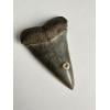Mako Shark Tooth with barnacle Prehistoric Online