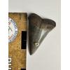 Mako Shark Tooth with barnacle Prehistoric Online