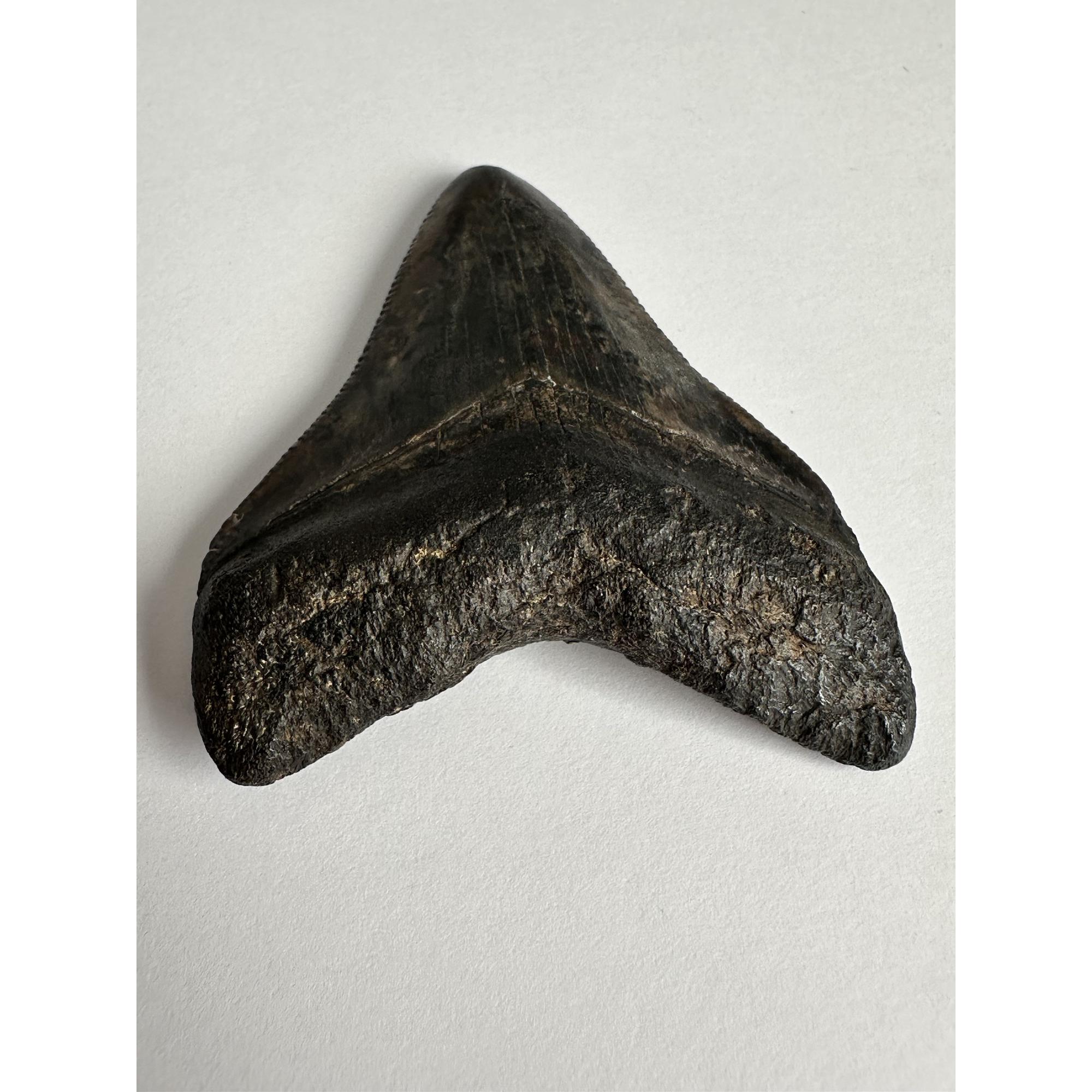 Megalodon Tooth, Georgia 2 1/3″ Prehistoric Online